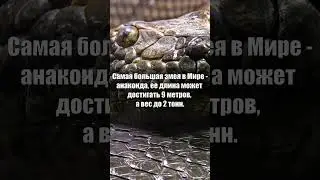 Самая большая змея в Мире 