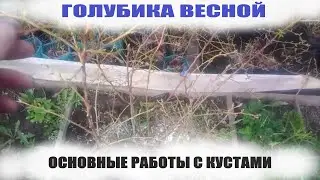 САДОВАЯ ГОЛУБИКА.Что нужно сделать с кустами голубики весной в обязательном порядке