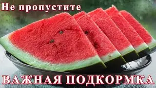 Важная подкормка для арбузов и дынь