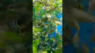 гуппи