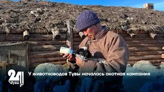 У животноводов Тувы началась окотная кампания