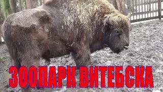 ВЛОГ Зоопарк города Витебск, Белоруссия. Детский канал Женя ТВ.