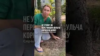 Не утопит ли перегнившая мульча корневую шейку?👇