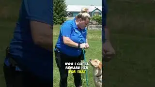 Get More Freedom For Your Four-Legged Family Member