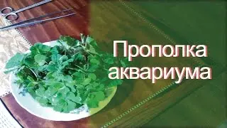 Очередная прополка аквариумных растений.