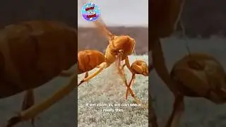 This Wasp Is Trying to Reattach It’s Head Back Into His Body!