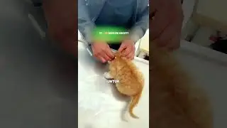 KISAH SEDIH KUCING RAKSASA