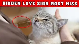 SHOCKING: 25 Hidden Ways Your Cat Shows Love to You Every Single Day