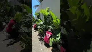 Landscape Project - Dipaculao Aurora Philippines