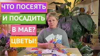 ЦВЕТЫ, КОТОРЫЕ МОЖНО ПОСЕЯТЬ В МАЕ!