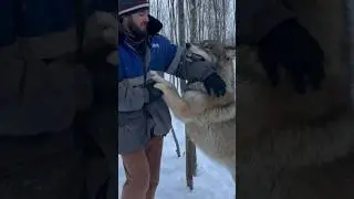 Попытка доминировать 😱‼️ Якутский ВОЛК