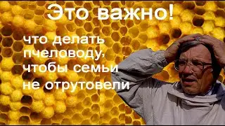 What should a beekeeper do so that families don't get cut off