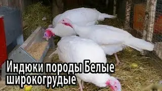 Индюки породы Белые широкогрудые – внешняя характеристика, особенности содержания, а также плюсы и м