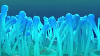 Anemone Tentacles animation made with cinema 4d hair module