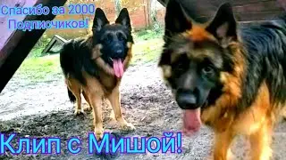 Клип с немецкой овчаркой Мишой!Паранойя