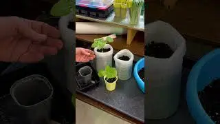 Пересаживаю рассаду БАКЛАЖАНОВ.