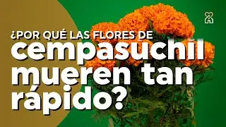 ¿Por qué las flores de cempasúchil se mueren tan rápido? Hay una triste razón | PLANTÍVORAS