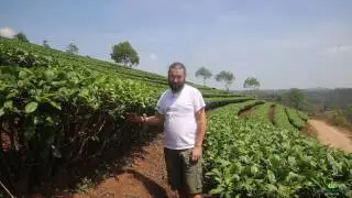 Город Пуэр. Чайные плантации. Puer City. Tea Plantations.