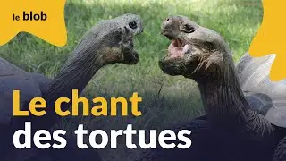 Les tortues ne sont pas muettes, leurs communications sonores enregistrées | Actu de science