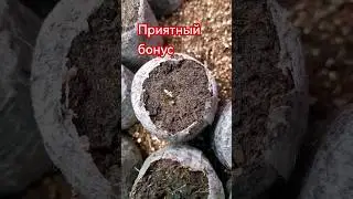 2 в 1. приятный бонус