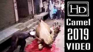 Qurbani Video Beautiful Big Camel Qurbani 2019 / Filmi Mixup 1080p