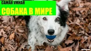 Самая умная собака в Мире