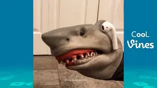 Try Not To Laugh Challenge - Funny Shark Puppet Instagram Videos 2020
