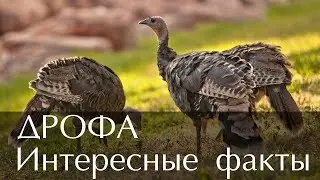 Интересные факты о птице Дрофа (С фото и видео)