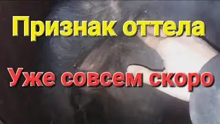 Ждём оттела!!!подхвостник,ямка готова#оттел#cow #коровы #сиыр #бесағаш