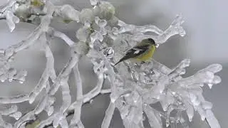 Birds Endure Ice Storm in Mountain Park, Oregon