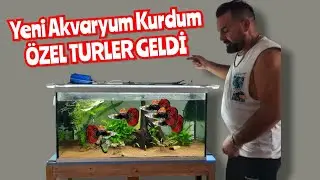 YENİ Akvaryum KURDUM ve Yeni Özel Tür LEPİSTESLER Geldi !!! (👉 KOLİ EZİLMİŞ 👈)