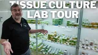 Inside a Tissue Culture Plant Laboratory