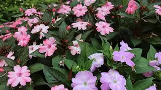 Darjeeling hill station video