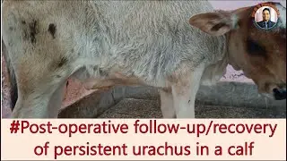 #Persistent/#Patent/#Pervious urachus surgery in calf follow up recovery