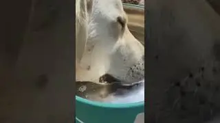 Сильно утомился😆