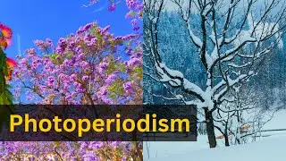 Photoperiodism Explained in detail || Short day plants|| Long day plants