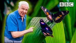 Attenboroughs Life in Colour: Trailer 🦋 BBC