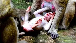 Very cute baby Polly used new style for get milk from mom/Maria try drag Polly from PE for nurse