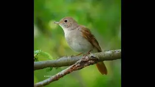 sparrow song bird song