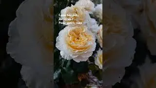 Розы в нашем саду... 
