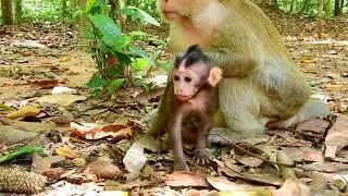 How lovely baby monkey Brittany reaction, Brittany truly alerted