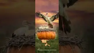 Короткий стишок | Тыква М. Стельмах #аудиосказкивкартинках