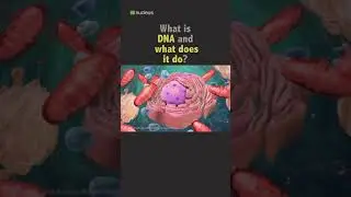 Biology Quiz: What is DNA and what does it do?