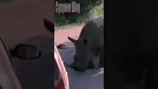 Носорог Против Машины