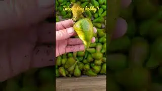 КОНФЕРЕНЦИЯ (мутация цветка сладкой груши)