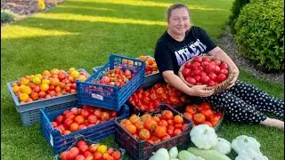 Мой первый урожай томатов в том сезоне 😍