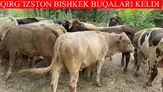QIRG’IZSTON BISHKEK SHVES BUQALARI KELDI 1/CHI QO’L ARZON NARXLARDA SOTILADI