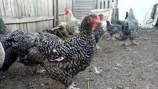 Мехеленская кукушка в нашем хозяйстве