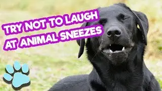 Try Not To Laugh At Animal Sneezes | Funny Pet Compilation | #thatpetlife