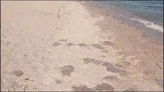 16 июля 2024 г. Азовское море с. Урзуф Медузы